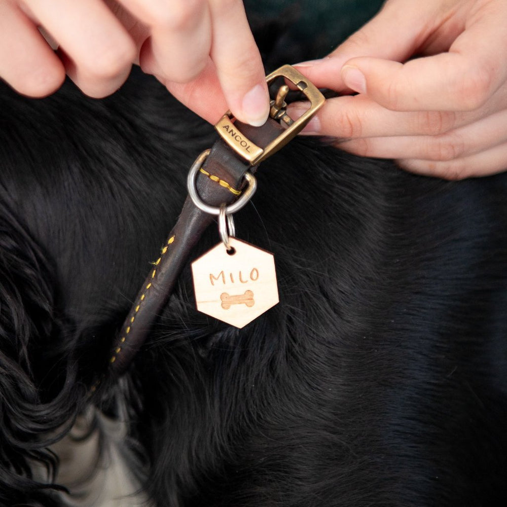 Bone Pet Tag by Clouds & Currents